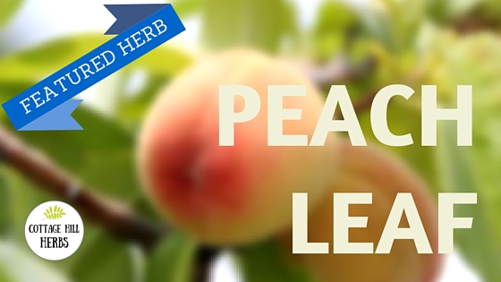 Featured Herb - Peach Leaf