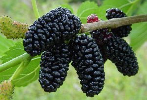 black-mulberry
