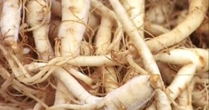 ginseng-brazilian-suma-root