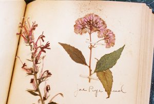 honeykennedy-marcine-herbarium-03