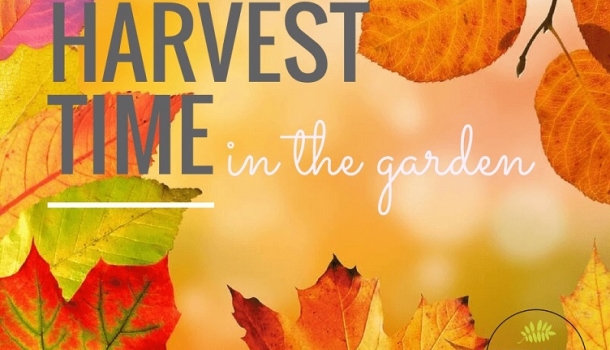 Autumn = harvest time!
