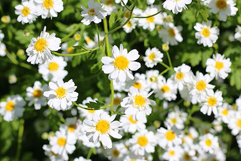 Feverfew – The Migraine Herb « Cottage Hill Herb Farm