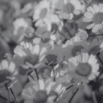 Natural Skincare Recipes